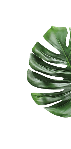 Right Leaf